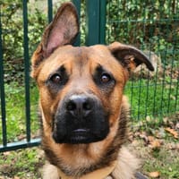 NEGAN, chien à adopter
