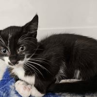 Fripon, chatte à adopter