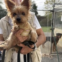 MINA VAA, chienne à adopter