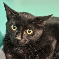 NIGHT, chat à adopter