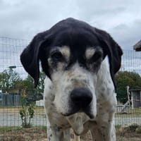 LAMIA, chienne à adopter