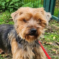 ENIGMA, chienne à adopter