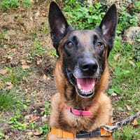 PRINCE, chien à adopter