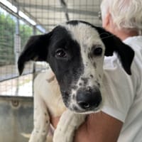 NEVA, chienne à adopter