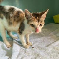 MANZEL, chatte à adopter