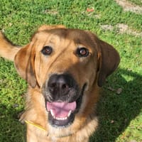 EINSTEIN, chien à adopter