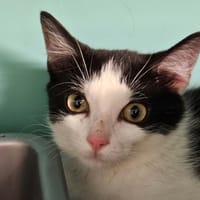 ECLIPSE, chatte à adopter