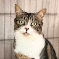 MANI, chat à adopter