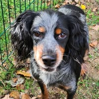 FANDANGO, chien à adopter