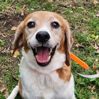Naya, chienne à adopter
