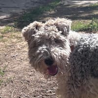 OLTO CHAO, chien à adopter