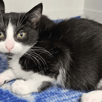 Emy, chatte à adopter
