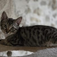Gabinou, chat à adopter