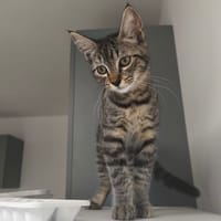 MOUCHE, chatte à adopter
