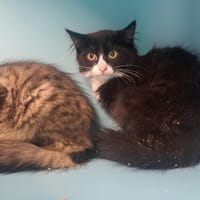 NATE, chat à adopter