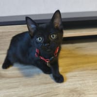 BAHIA, chatte à adopter