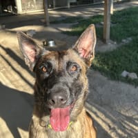 TAIGA, chienne à adopter