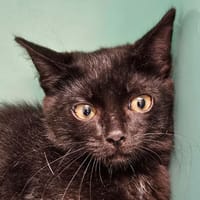 COSMOS, chat à adopter