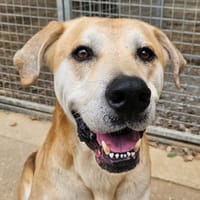 ESPRIT, chien à adopter