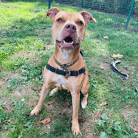 RENA PAA24407, chienne à adopter