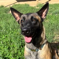 VITORIA, chienne à adopter