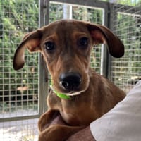 TOUENO, chien à adopter