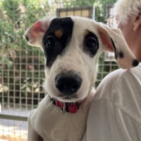 MELIE, chienne à adopter