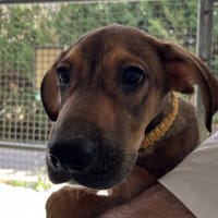 ASPEN, chien à adopter