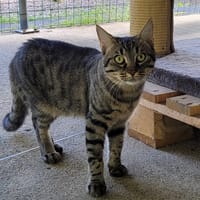 GLOUTON, chat à adopter