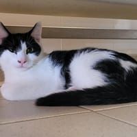 BUDDY, chat à adopter