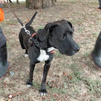 TARZAN, chien à adopter