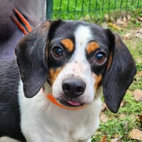 Uton, chien à adopter
