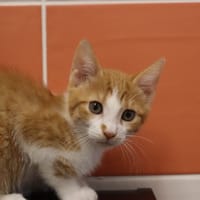 GOUDY, chat à adopter
