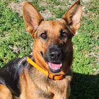 THALIA, chienne à adopter