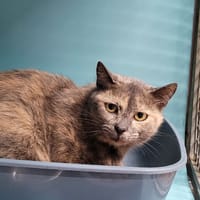 VALDA, chatte à adopter