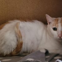 JAVA, chatte à adopter