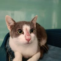 MINERVA QCT, chatte à adopter