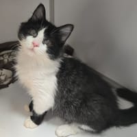BRAD, chat à adopter