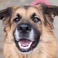 LYS, chien à adopter