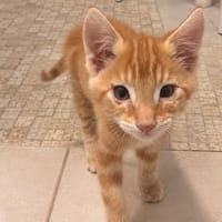 Moka, chat à adopter