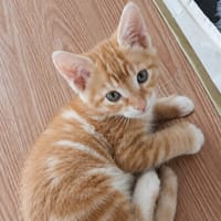 CHARLIE, chat à adopter