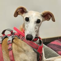 RAYA, chienne à adopter
