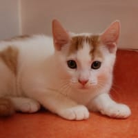 GROOV, chat à adopter