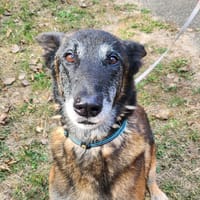 ICE, chien à adopter
