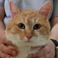 EOLE, chat à adopter