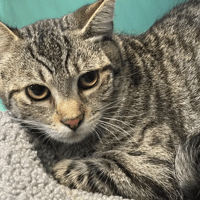 BONUS, chat à adopter