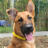 TEX, chien à adopter