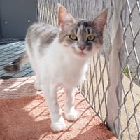 VICTORIA, chatte à adopter