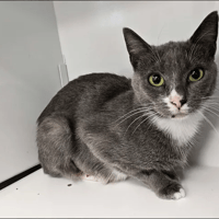 Câline, chatte à adopter
