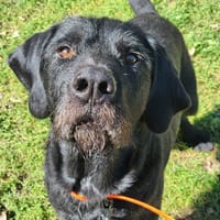 SHERPA, chien à adopter
